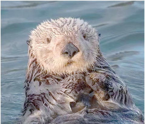 详细阅读:seaotter的简单介绍 seaotter的简单介绍